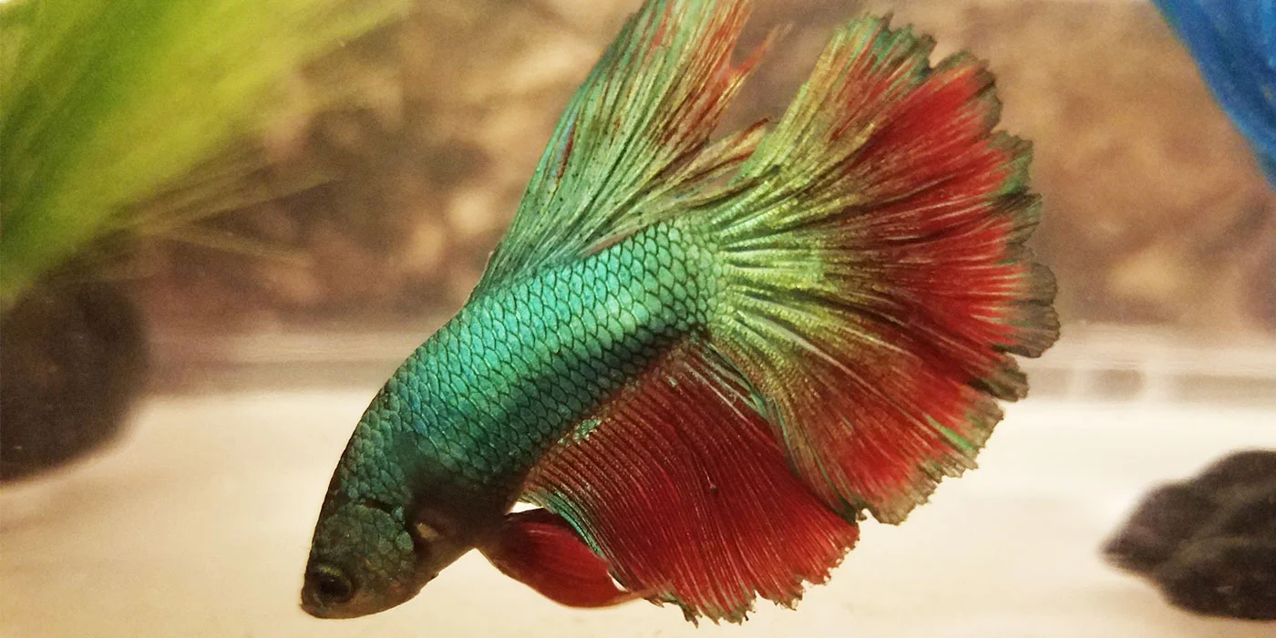 Fish Tail Rot Betta