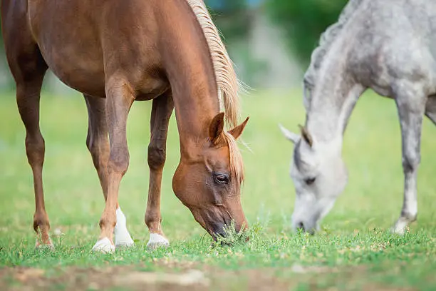 Are Arabians More Popular Than Appaloosas